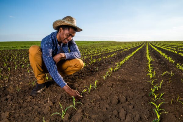 Crop Diversification in African Agriculture