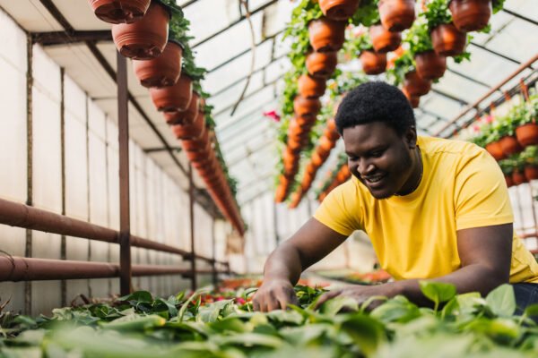 Agriculture Startups in Africa: Driving Innovation and Transformation in the Agricultural Sector