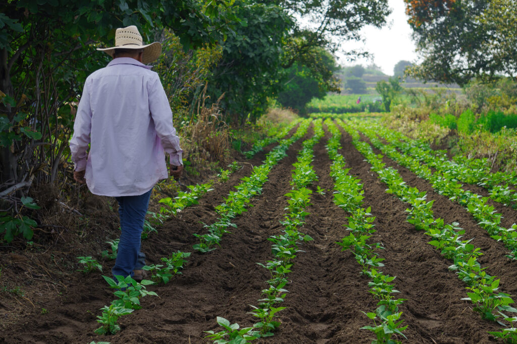 Sustainable Agriculture in Africa