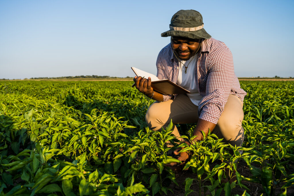 Conservation Agriculture in Africa