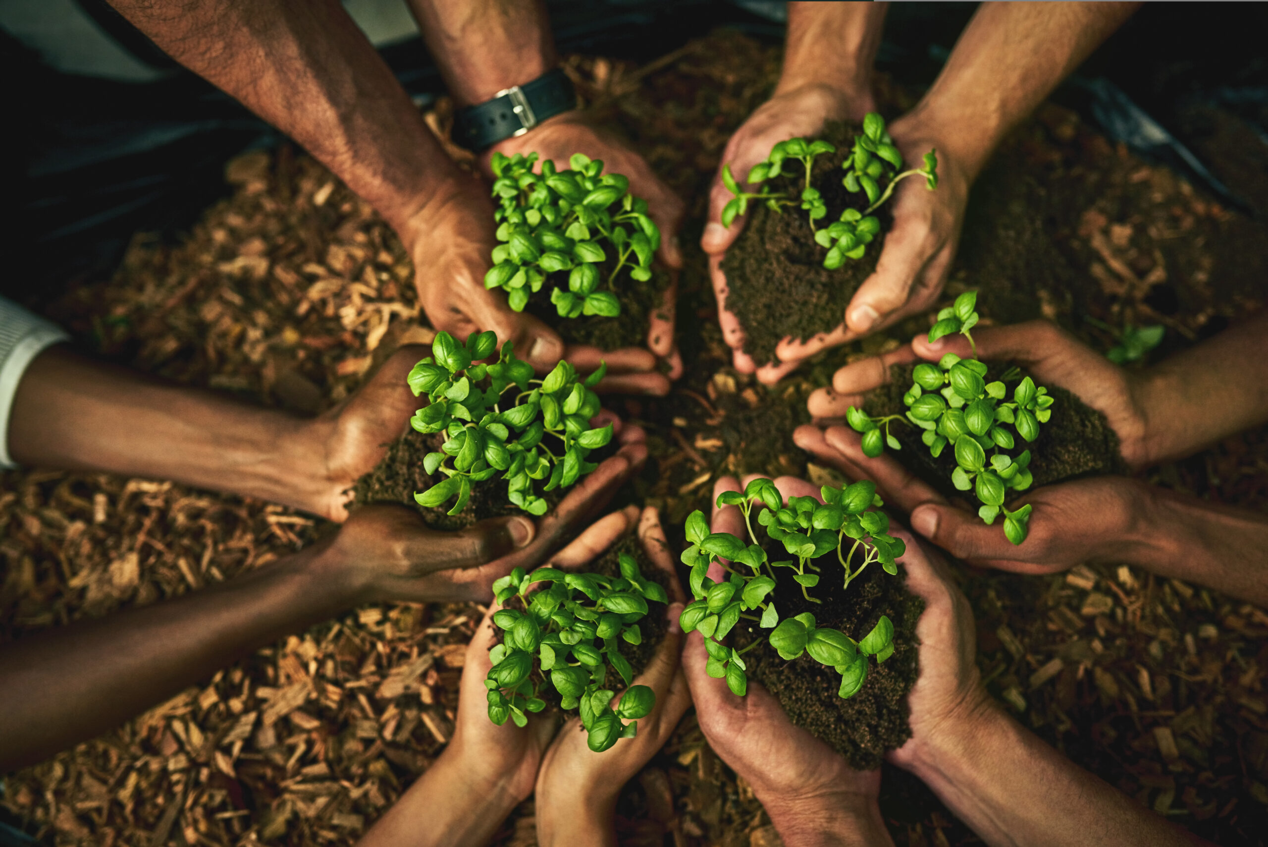 Cultivating Resilience: The Promise of Sustainable Agriculture in Africa