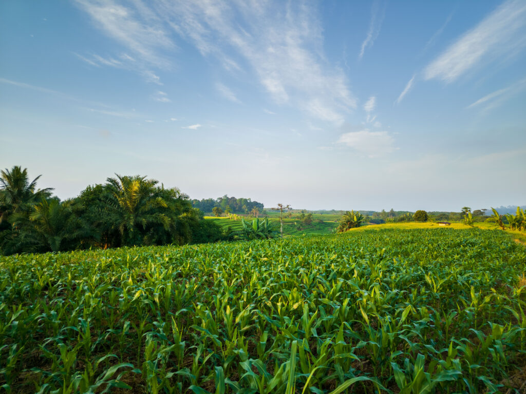 The Need for Sustainable Agriculture in Africa