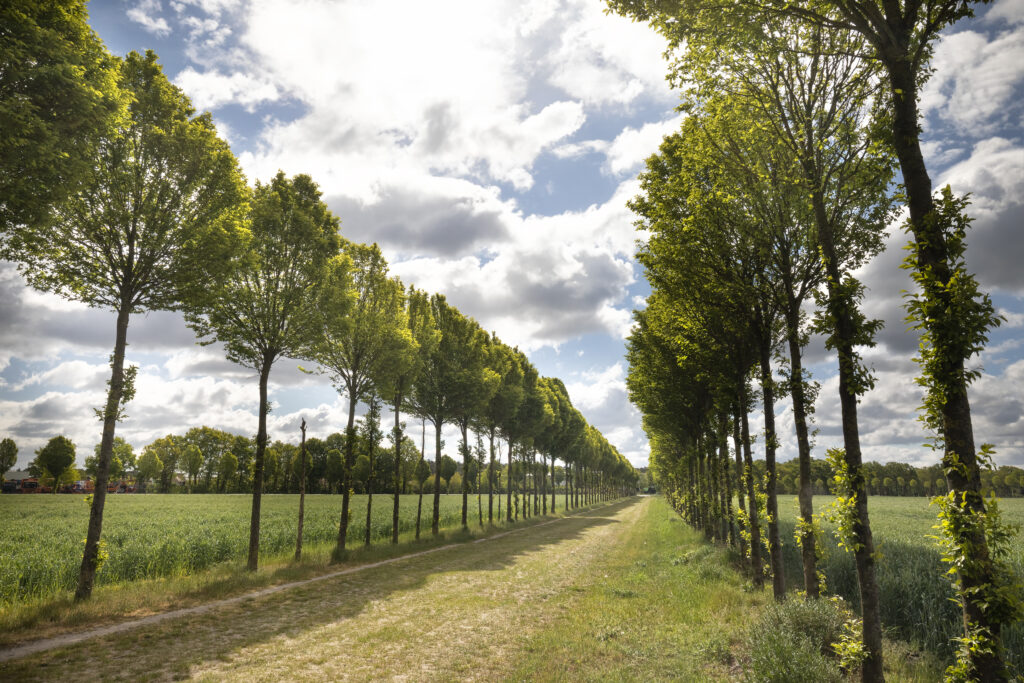 Agroforestry: Combining Trees and Crops